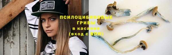 шишки Арсеньев